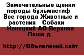 Замечательные щенки породы бульмастиф - Все города Животные и растения » Собаки   . Ненецкий АО,Верхняя Пеша д.